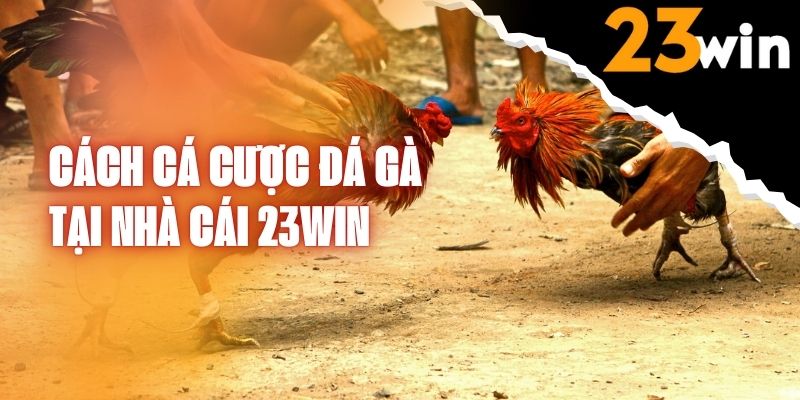 cach-ca-cuoc-da-ga-23win